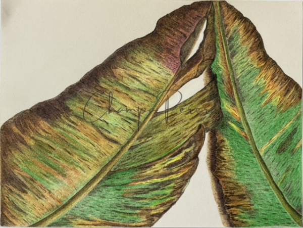 Veins of Life - Image 4